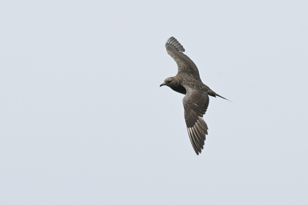 Parasitic Jaeger - ML646802305