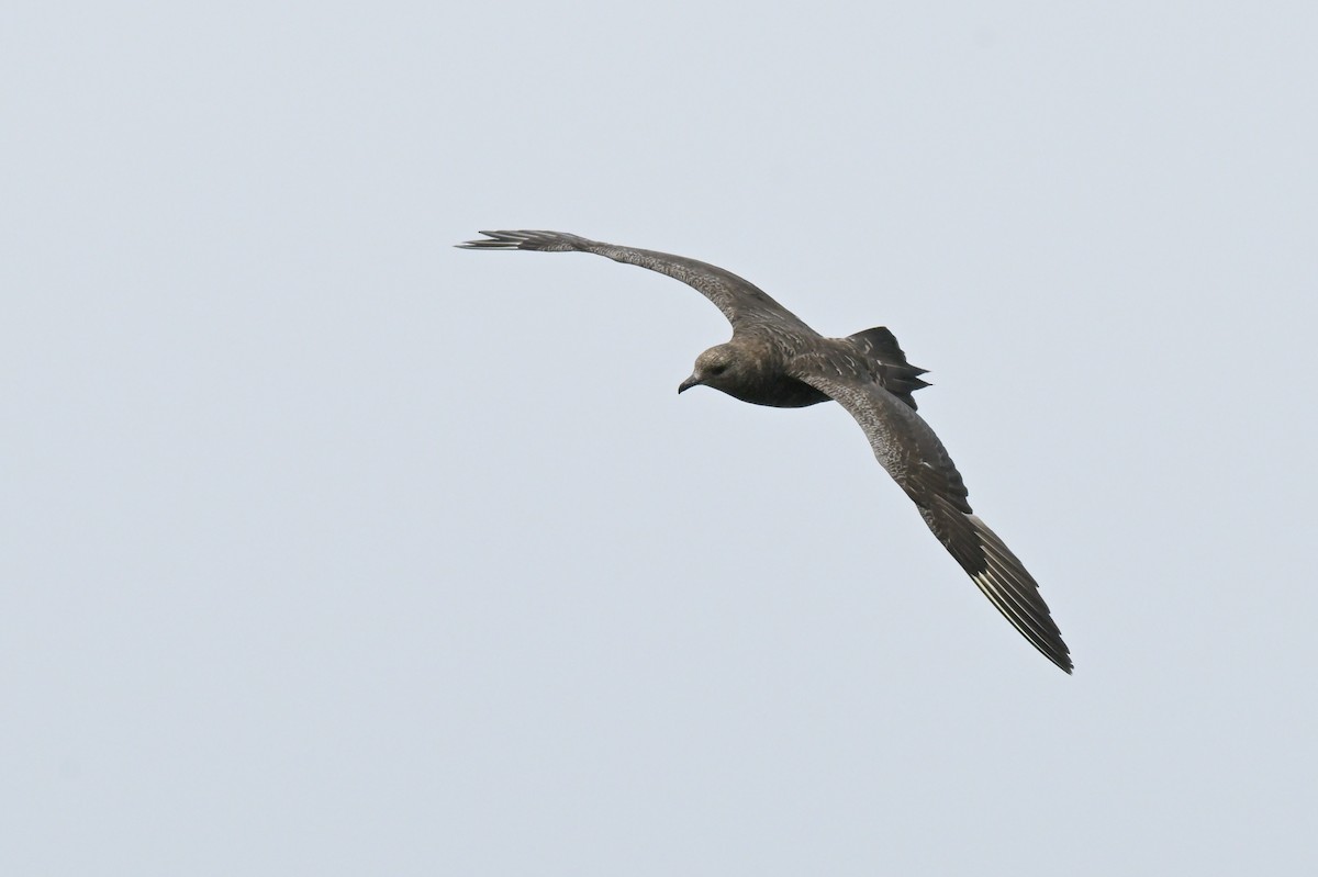 Parasitic Jaeger - ML646802306