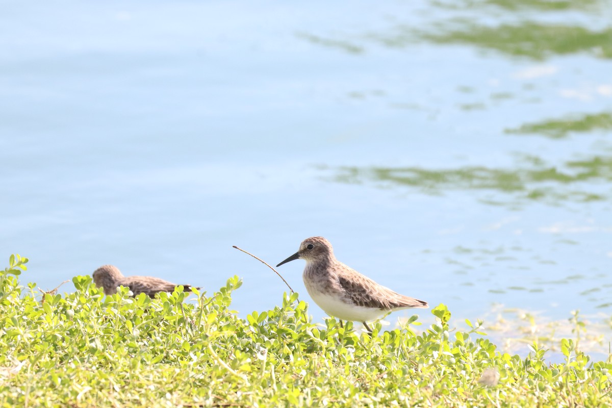 Least Sandpiper - ML646802307