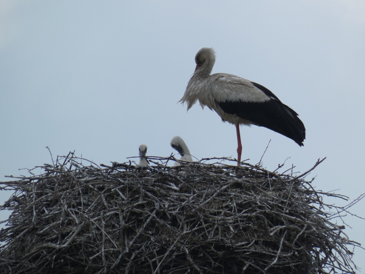 White Stork - ML646802308