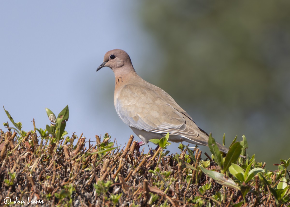 palmedue - ML646802309