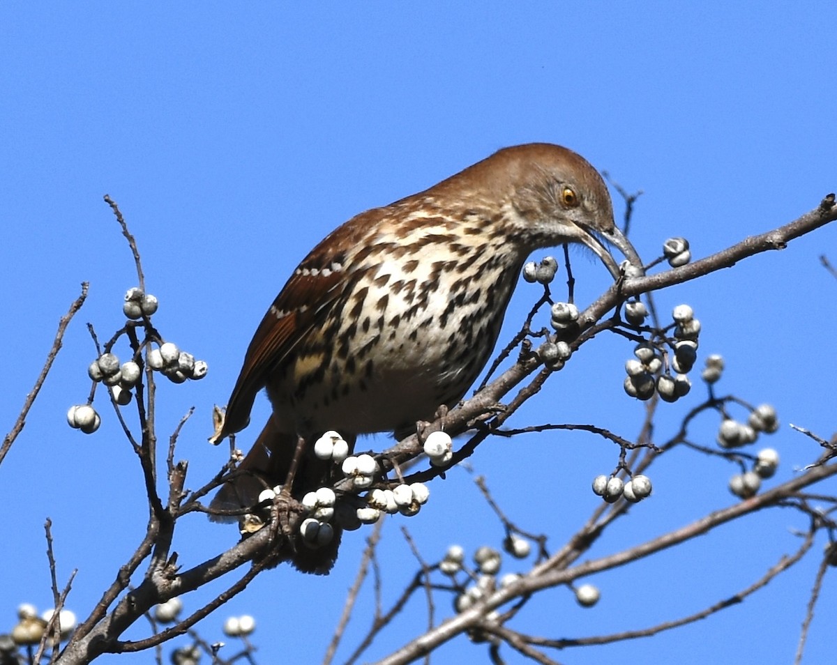 Kahverengi Çöpçü - ML646802310