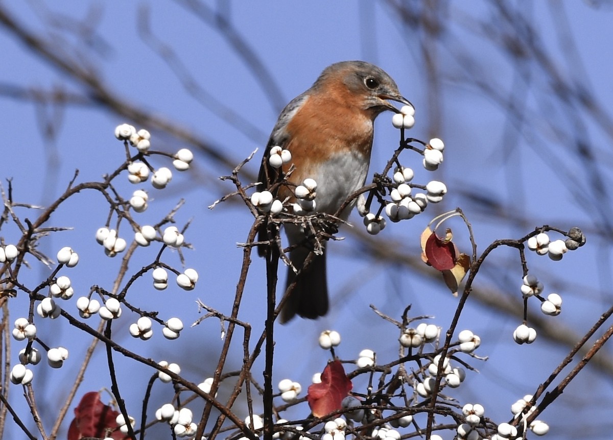 Azulejo Oriental - ML646802314