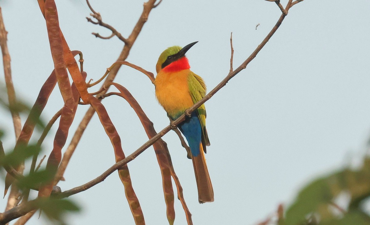 Red-throated Bee-eater - ML646802315