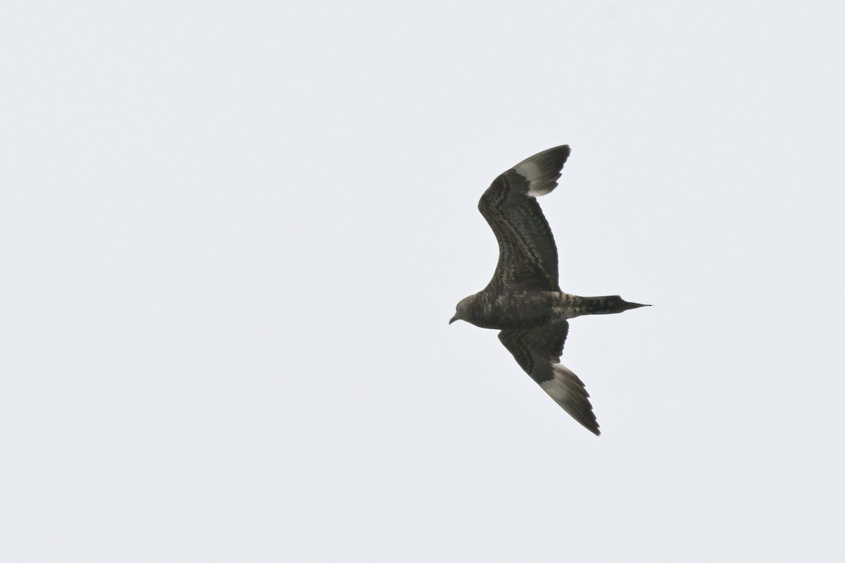 Parasitic Jaeger - ML646802317