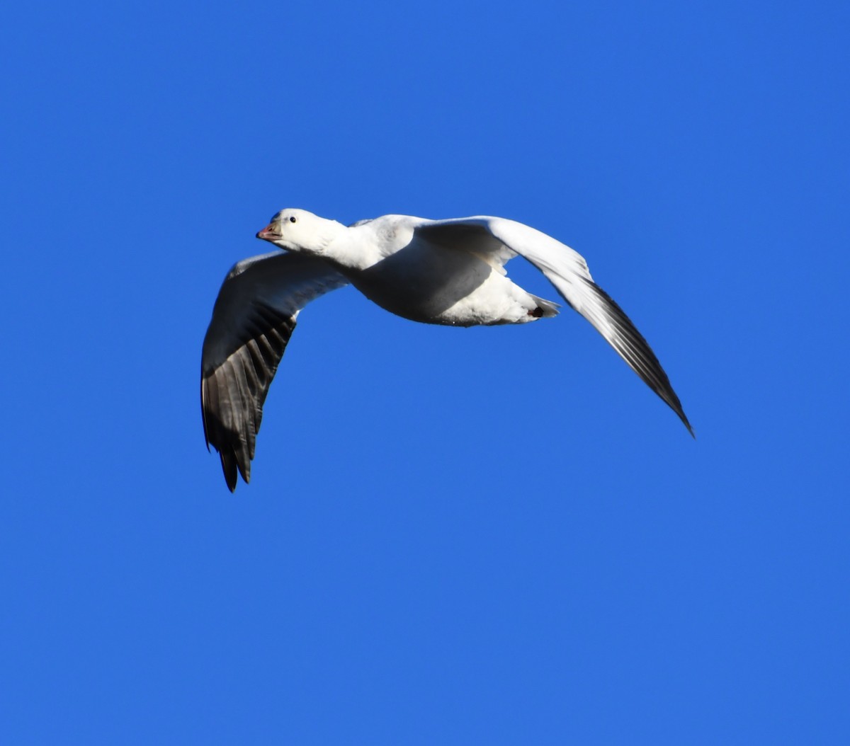 Ross's Goose - ML646802325