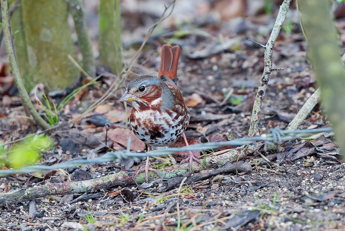 strnadec kaštanový - ML646802326