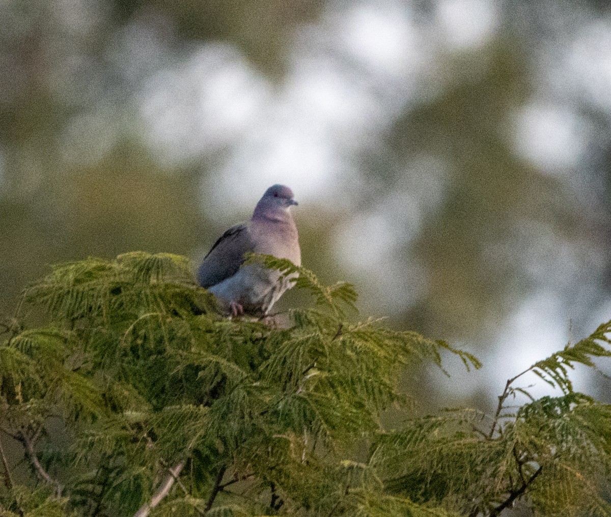 Pale-vented Pigeon - ML646802328