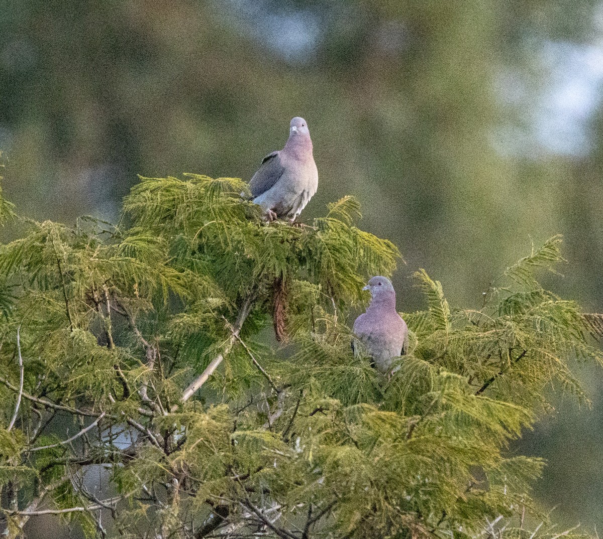 Pale-vented Pigeon - ML646802329