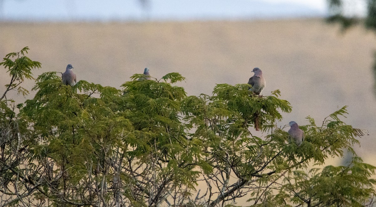 Pale-vented Pigeon - ML646802330