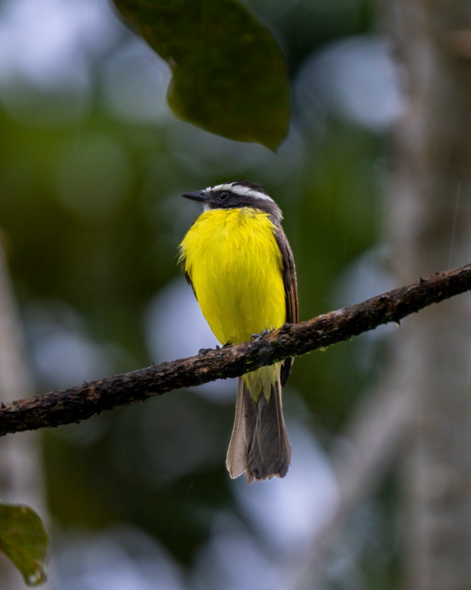Rusty-margined Flycatcher - ML646802354