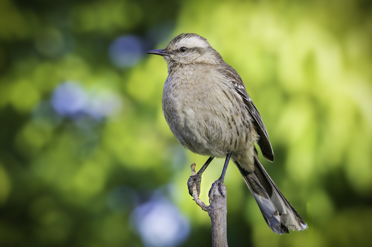 Пересмішник чилійський - ML646802355