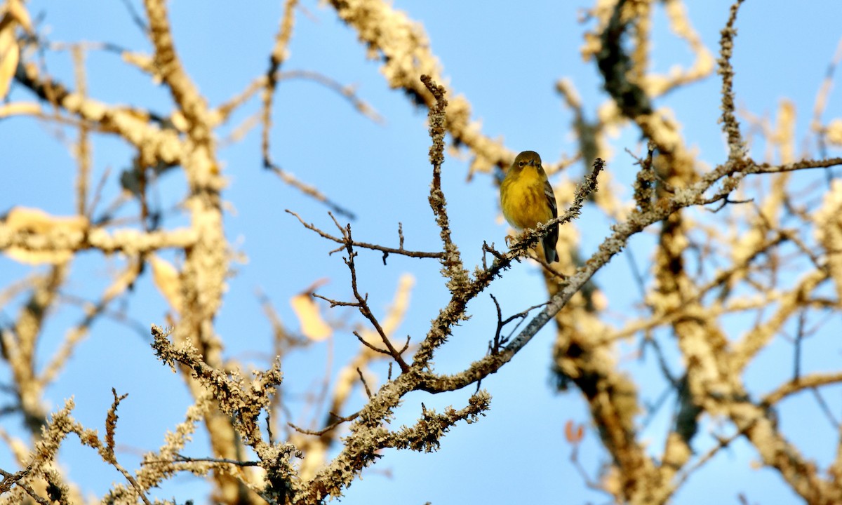 マツアメリカムシクイ - ML646802357