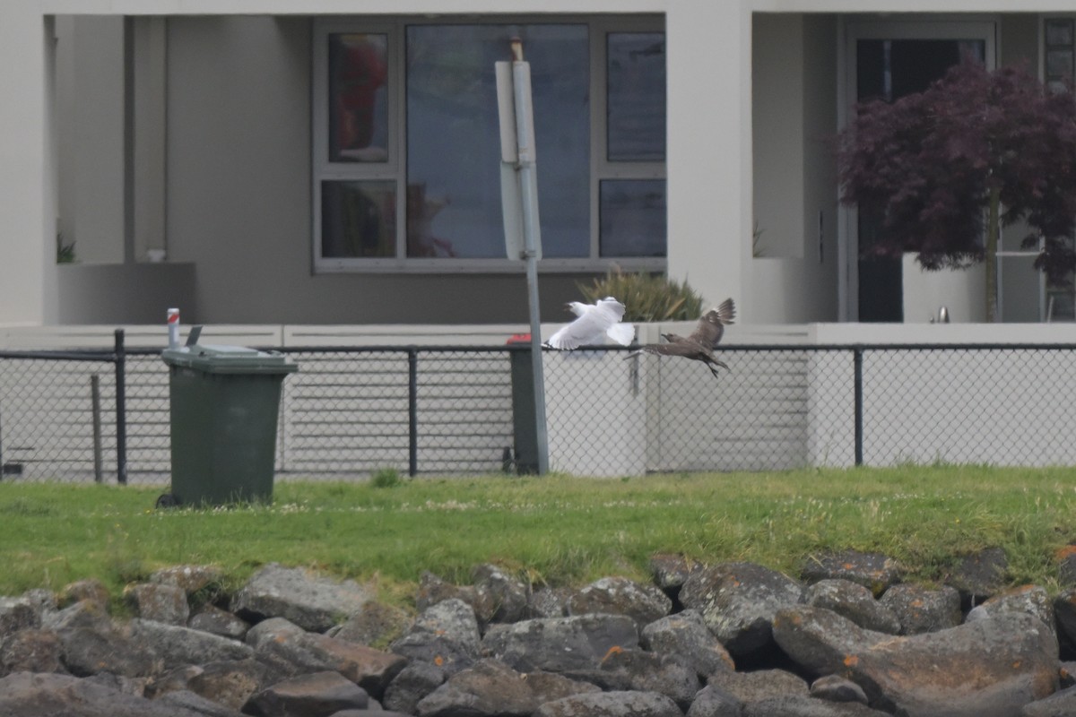 Parasitic Jaeger - ML646802358