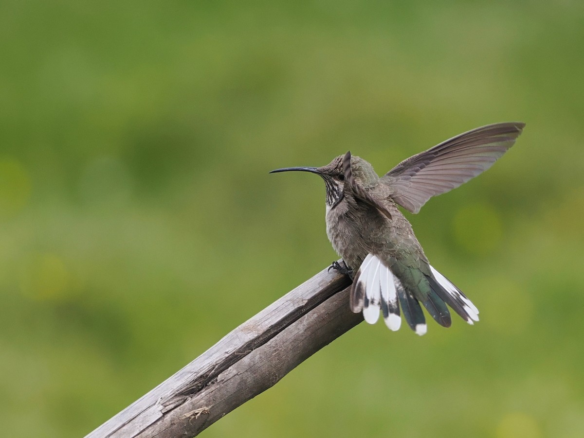 White-sided Hillstar - ML646802359