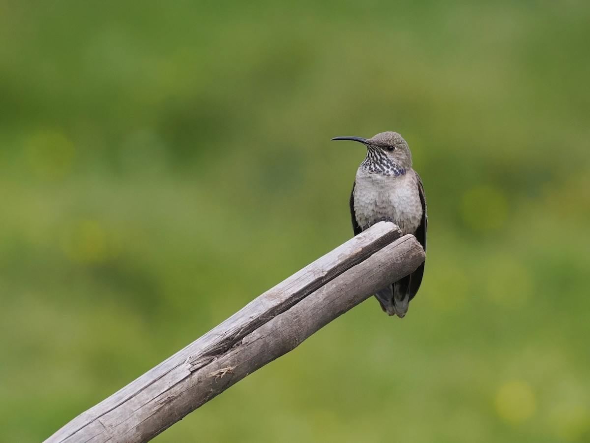 White-sided Hillstar - ML646802360