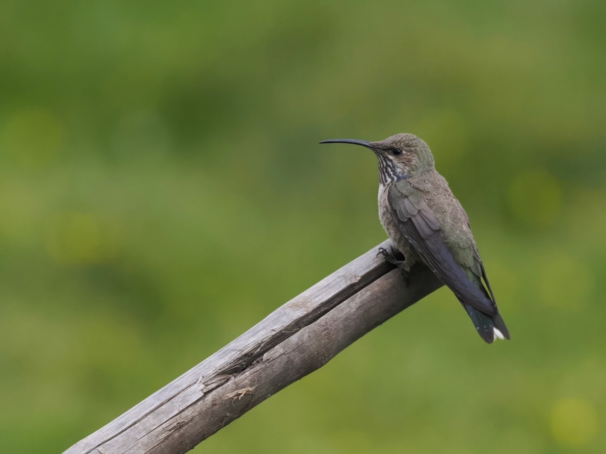 White-sided Hillstar - ML646802361