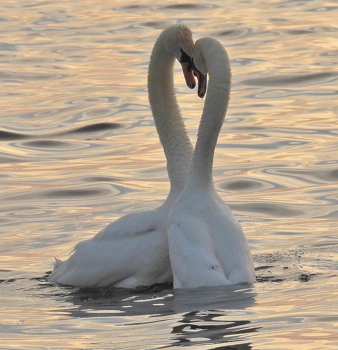 Хуруут хун - ML646802364