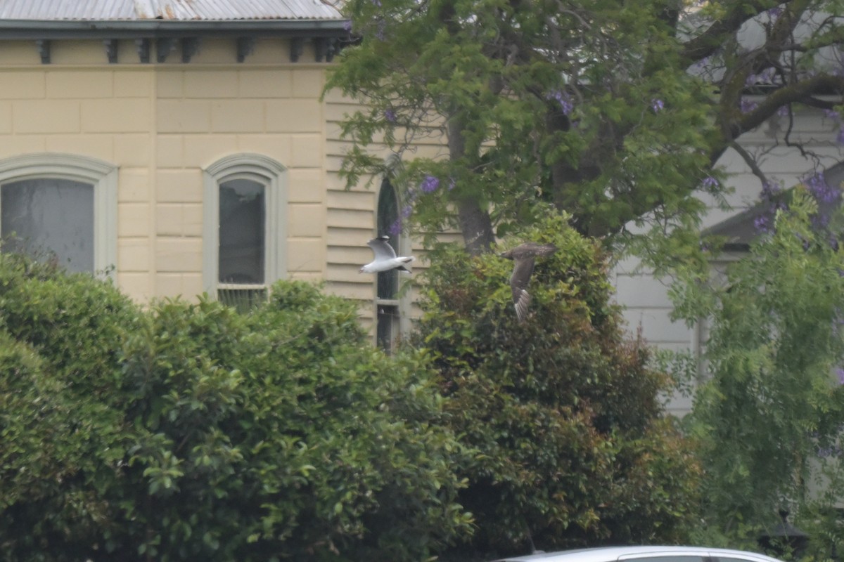 Parasitic Jaeger - ML646802365