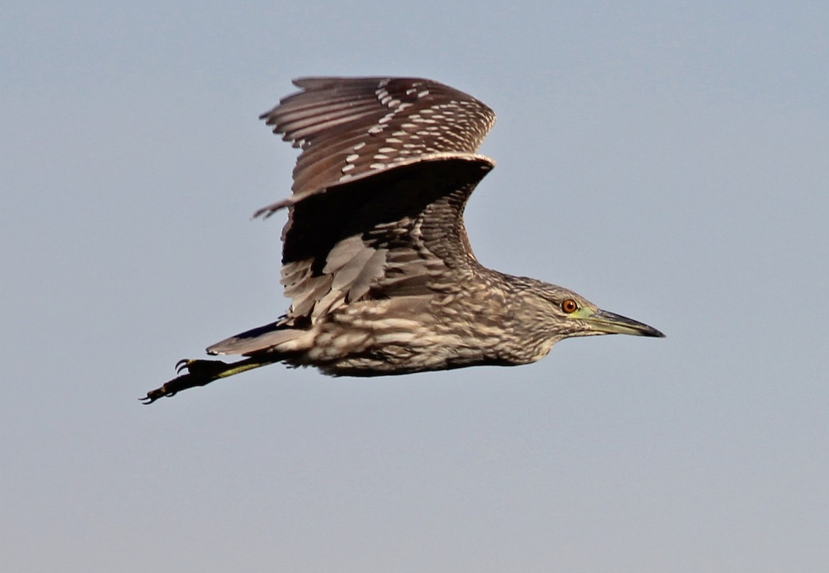 kvakoš noční - ML646802367