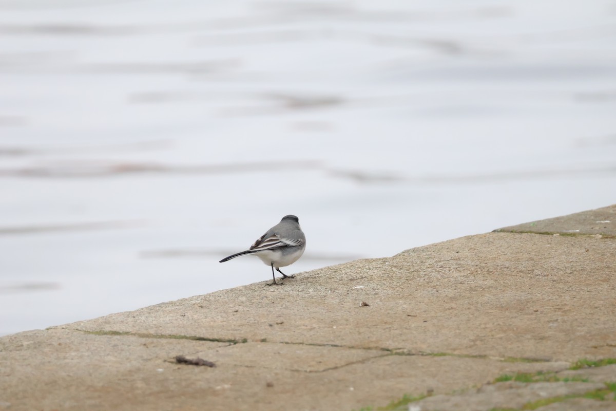 konipas bílý - ML646802368