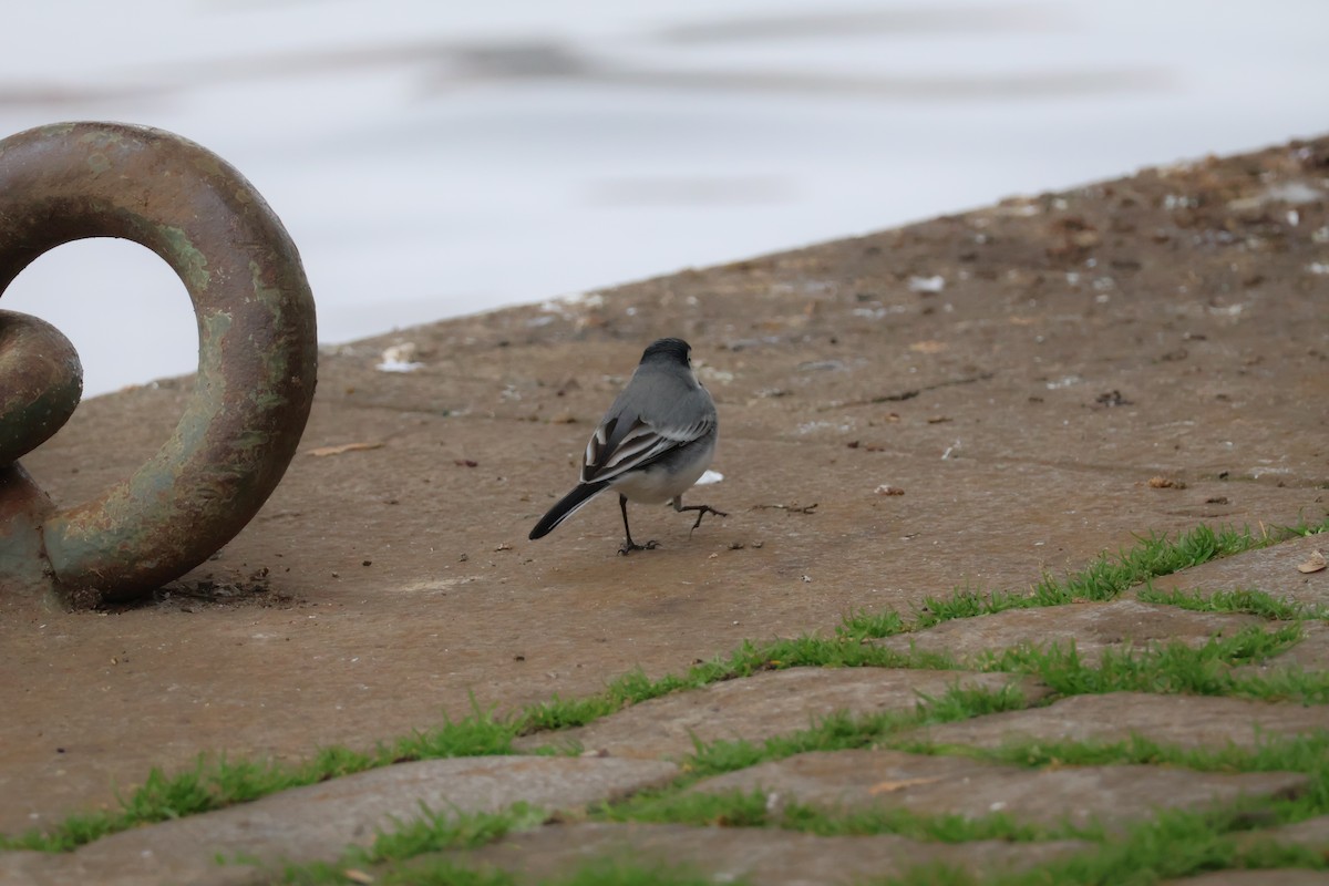 konipas bílý - ML646802369