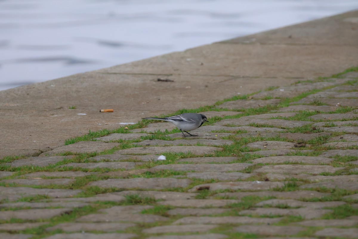 konipas bílý - ML646802370