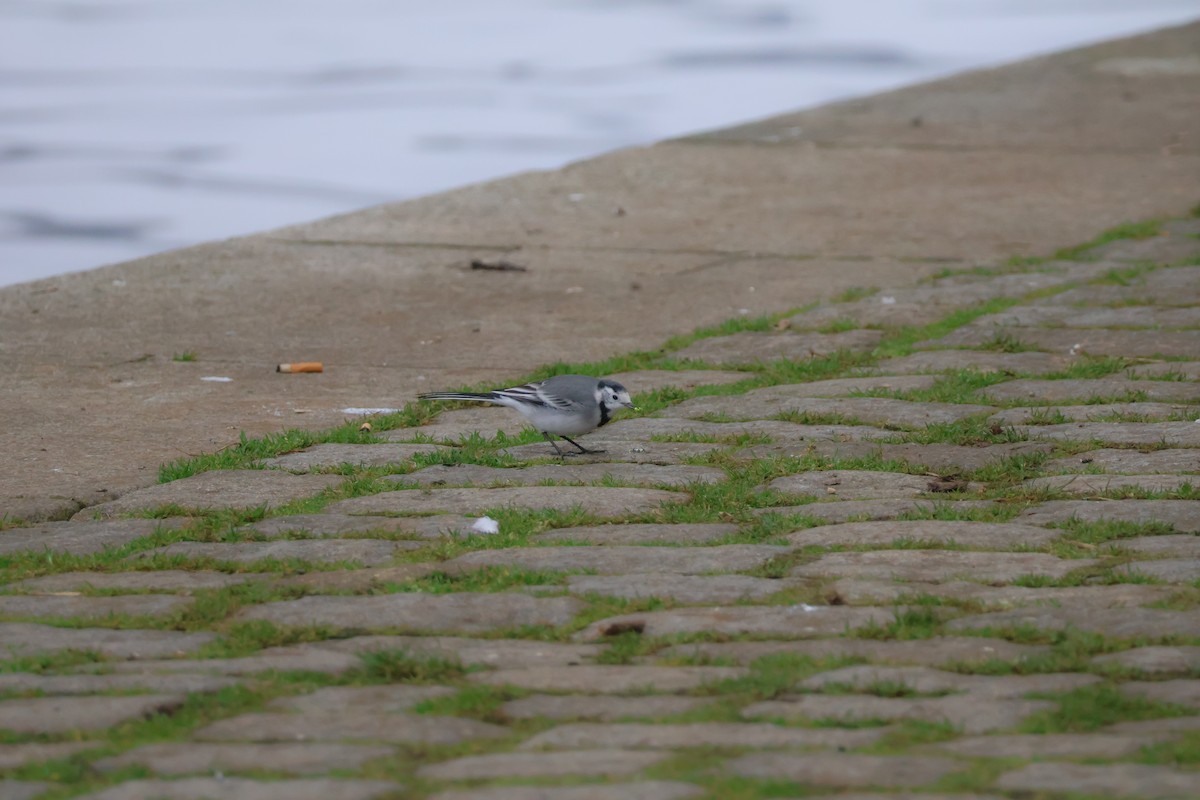 konipas bílý - ML646802371