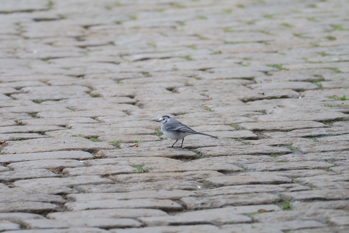 konipas bílý - ML646802372