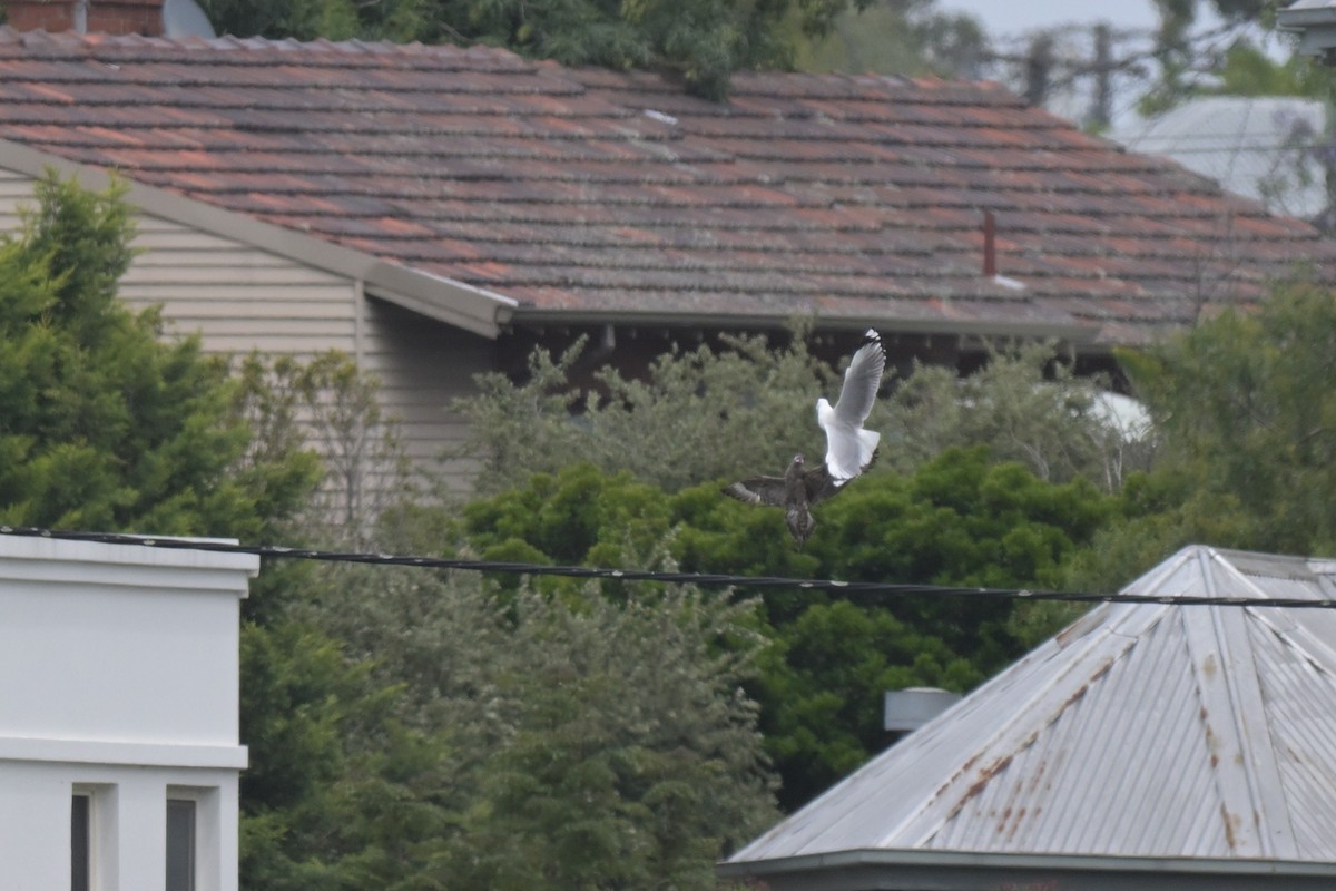 Parasitic Jaeger - ML646802374