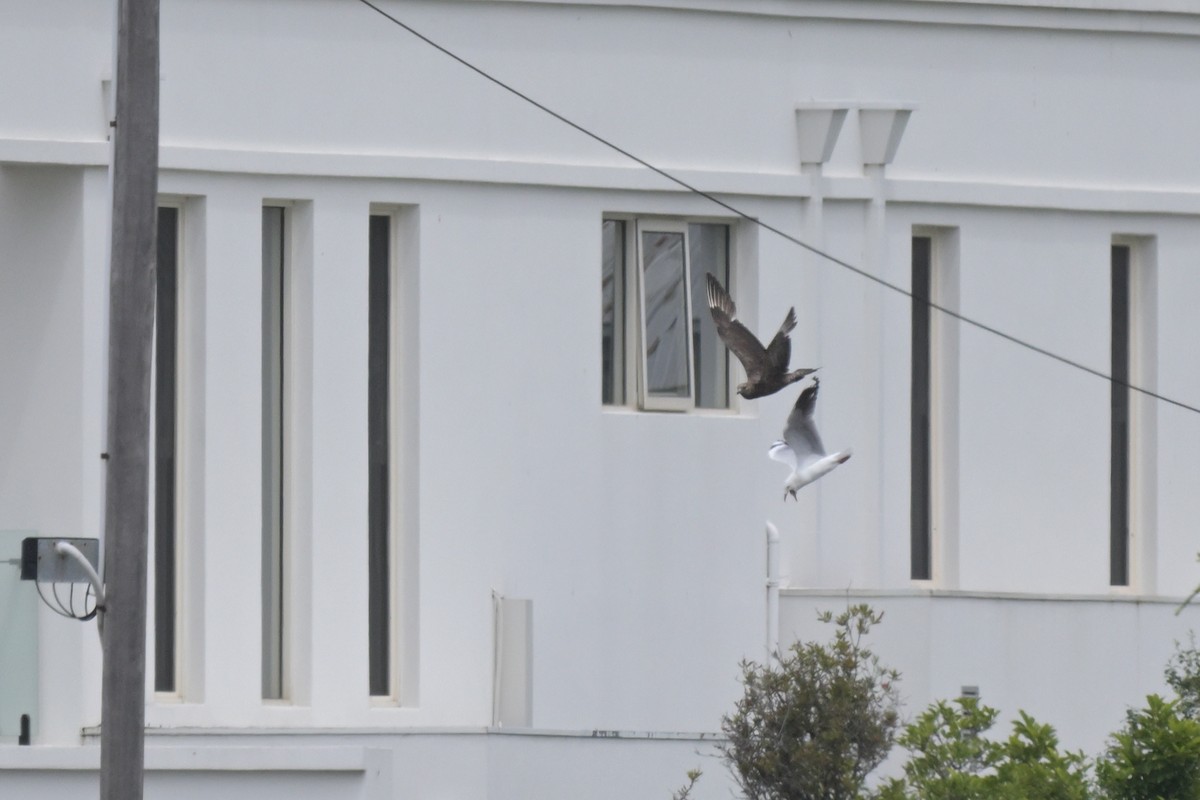 Parasitic Jaeger - ML646802376