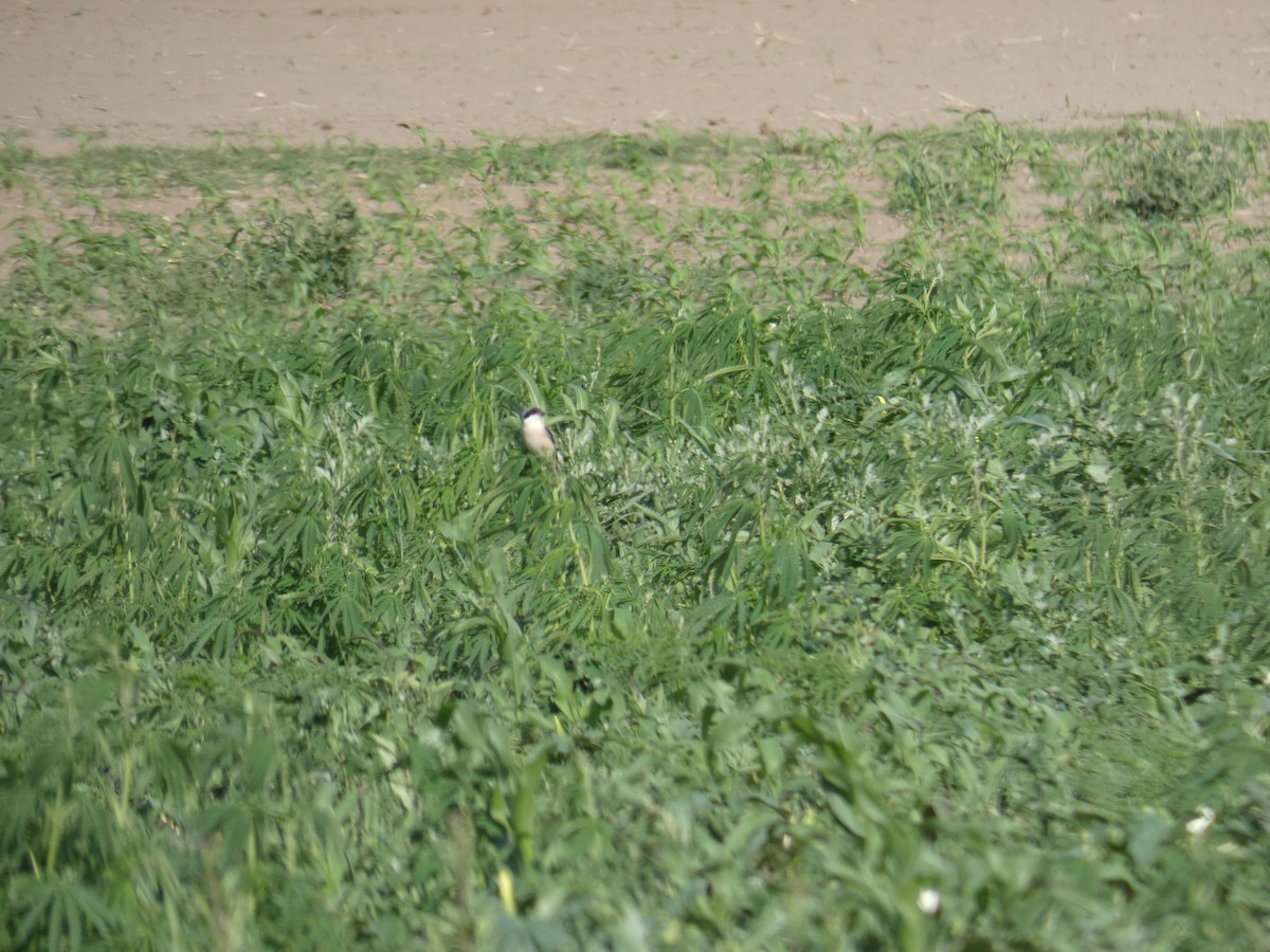 Alcaudón Dorsirrojo - ML646802379