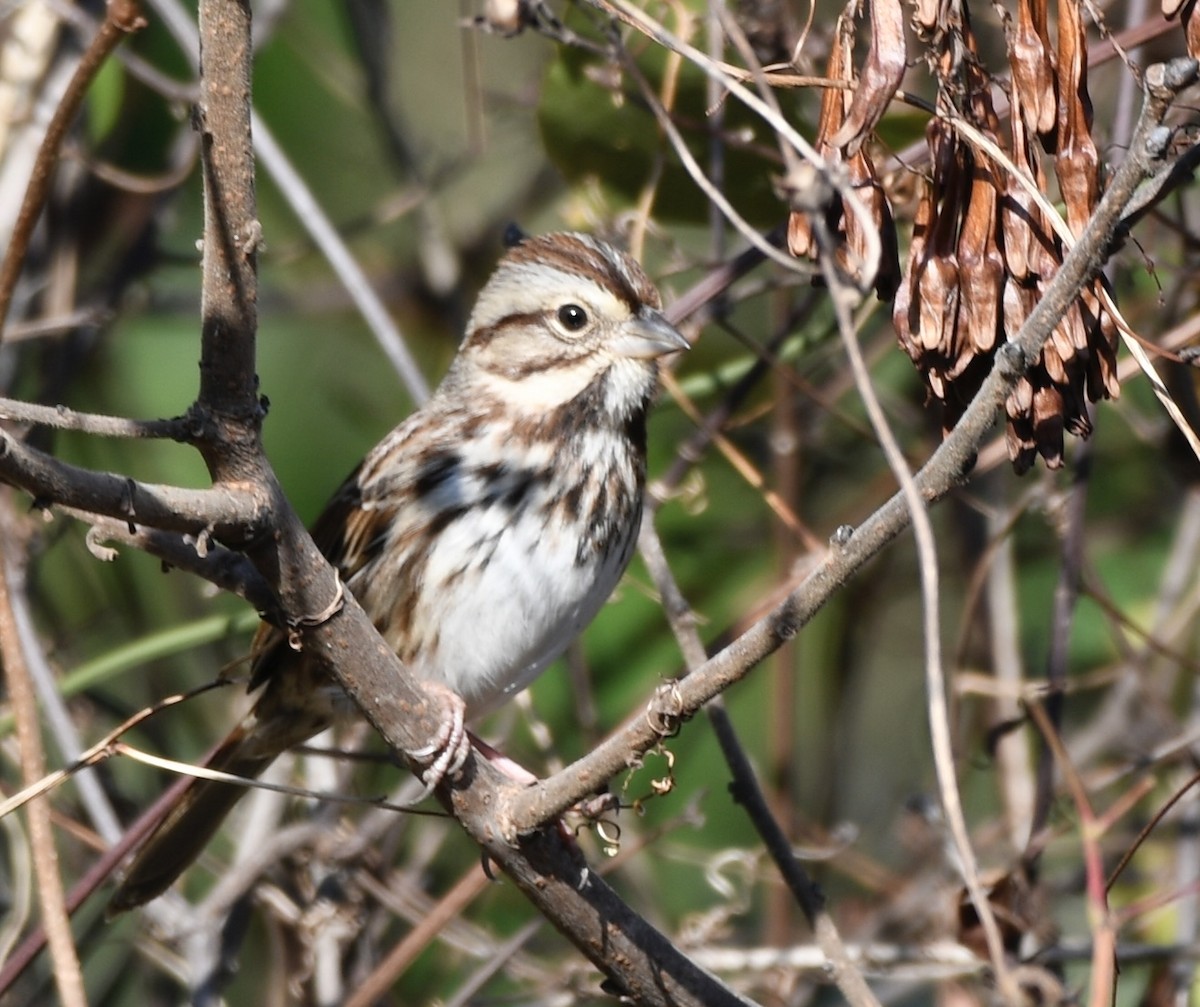 Ötücü Serçe - ML646802380