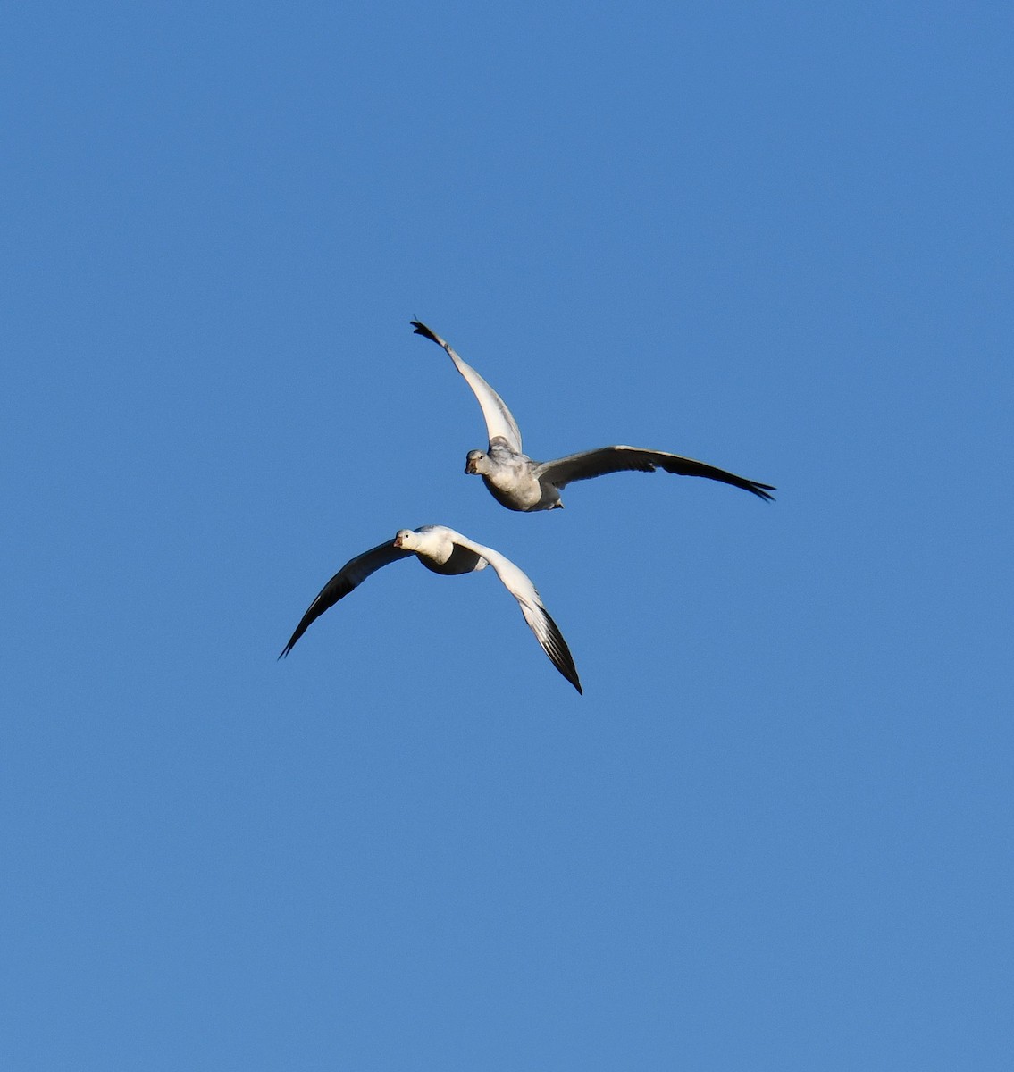 Ross's Goose - ML646802382