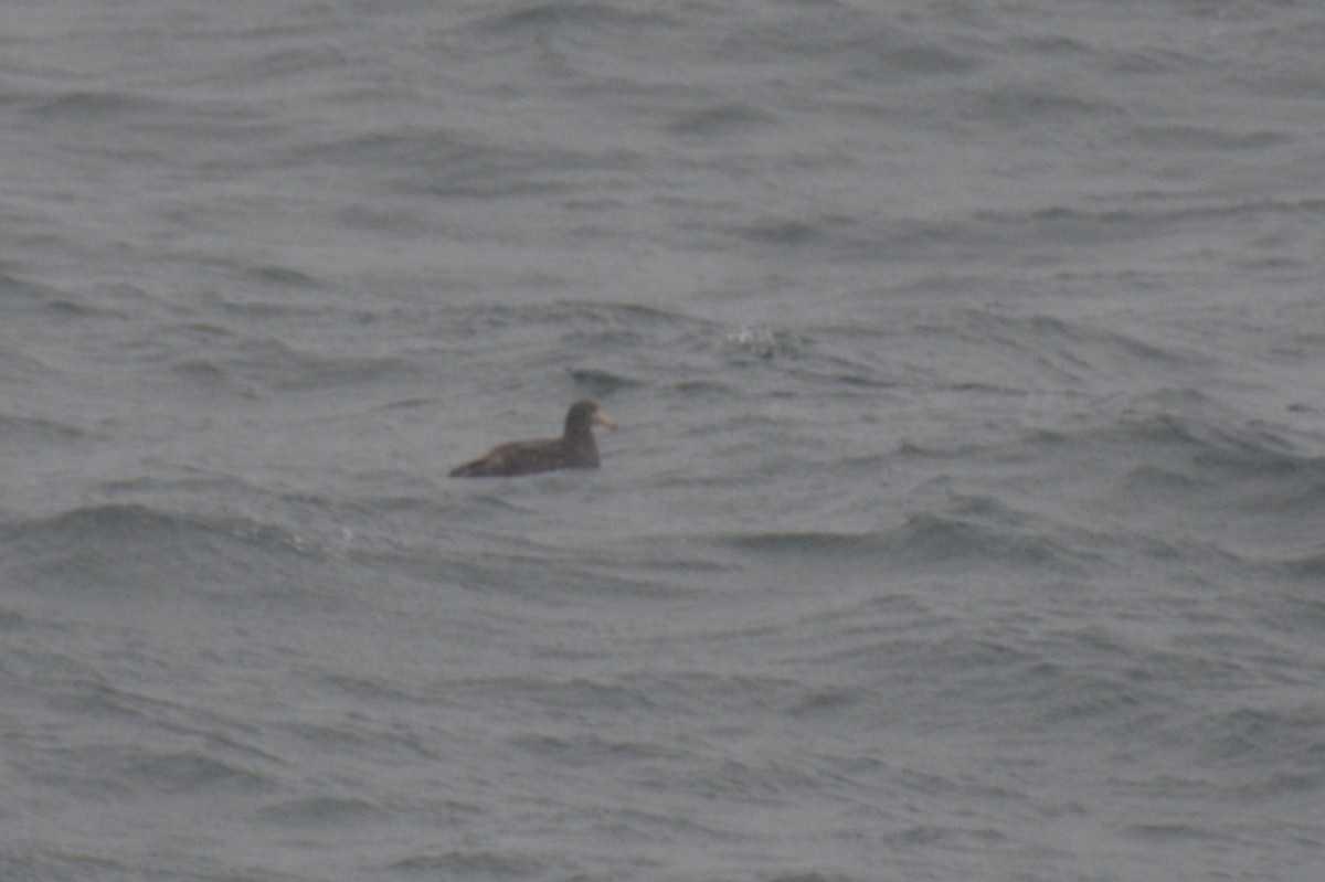 nordkjempepetrell - ML646802392