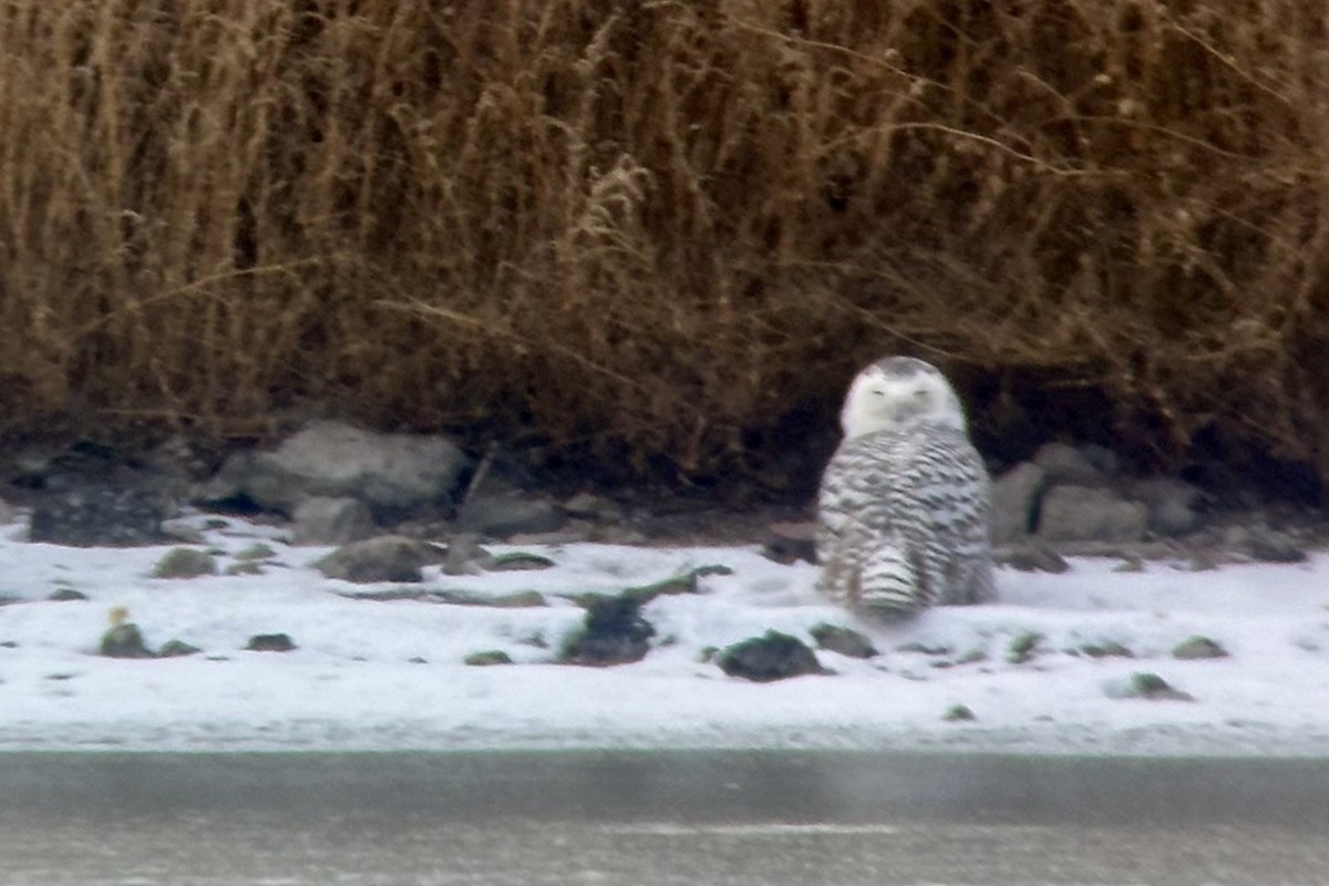 Búho Nival - ML646802394