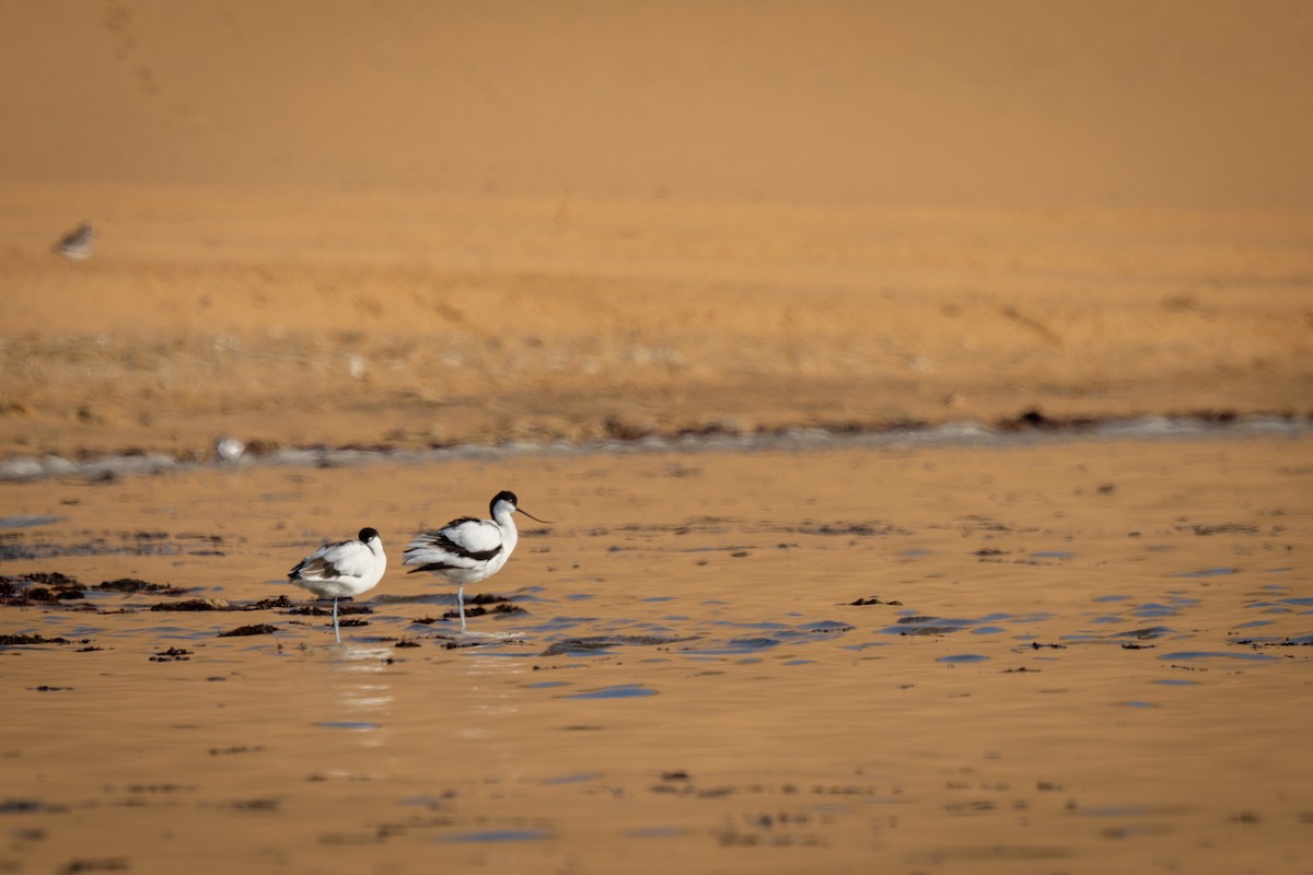 Pied Avocet - ML646802395