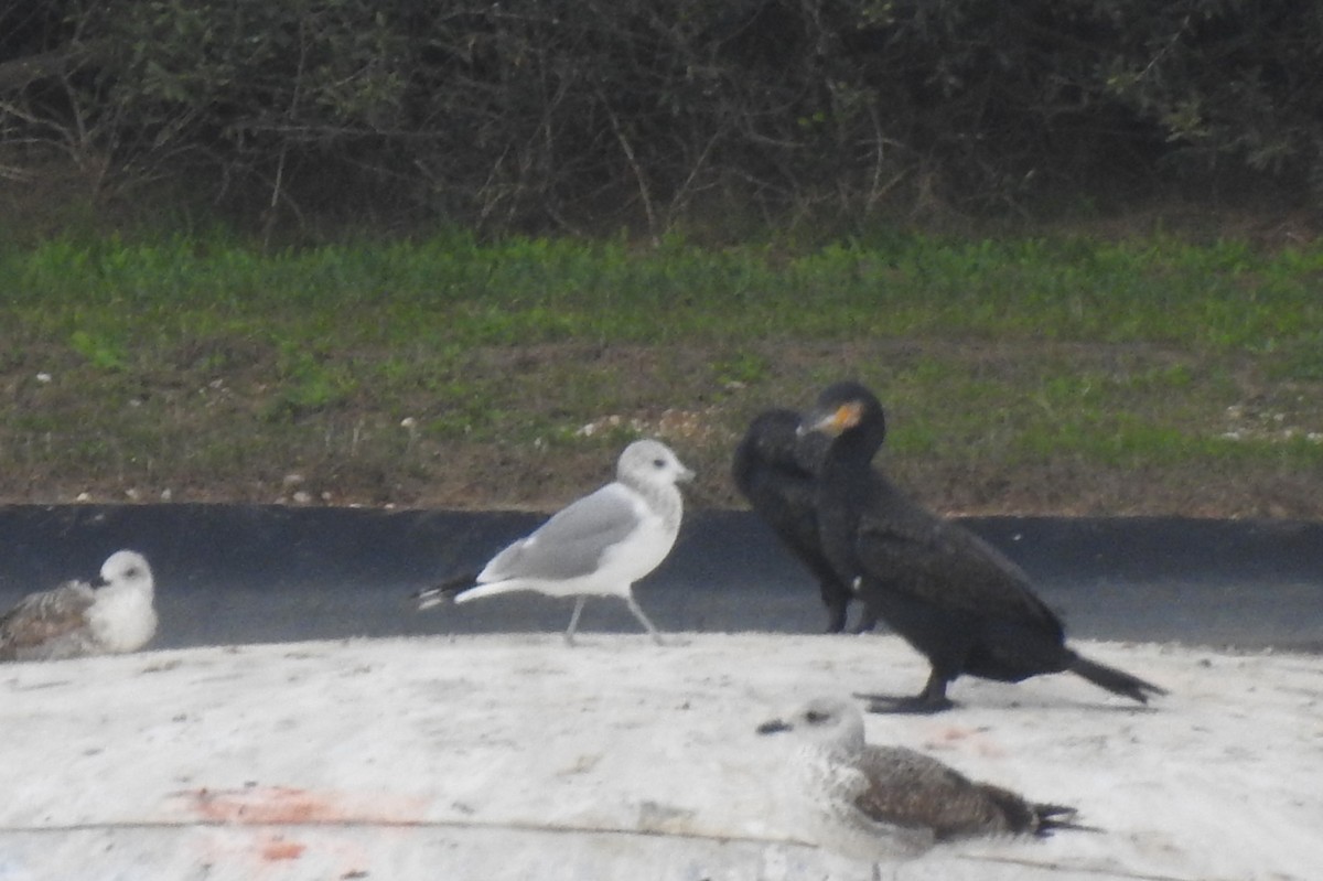 Common Gull - ML646802397