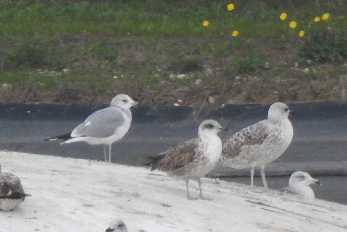 Common Gull - ML646802398