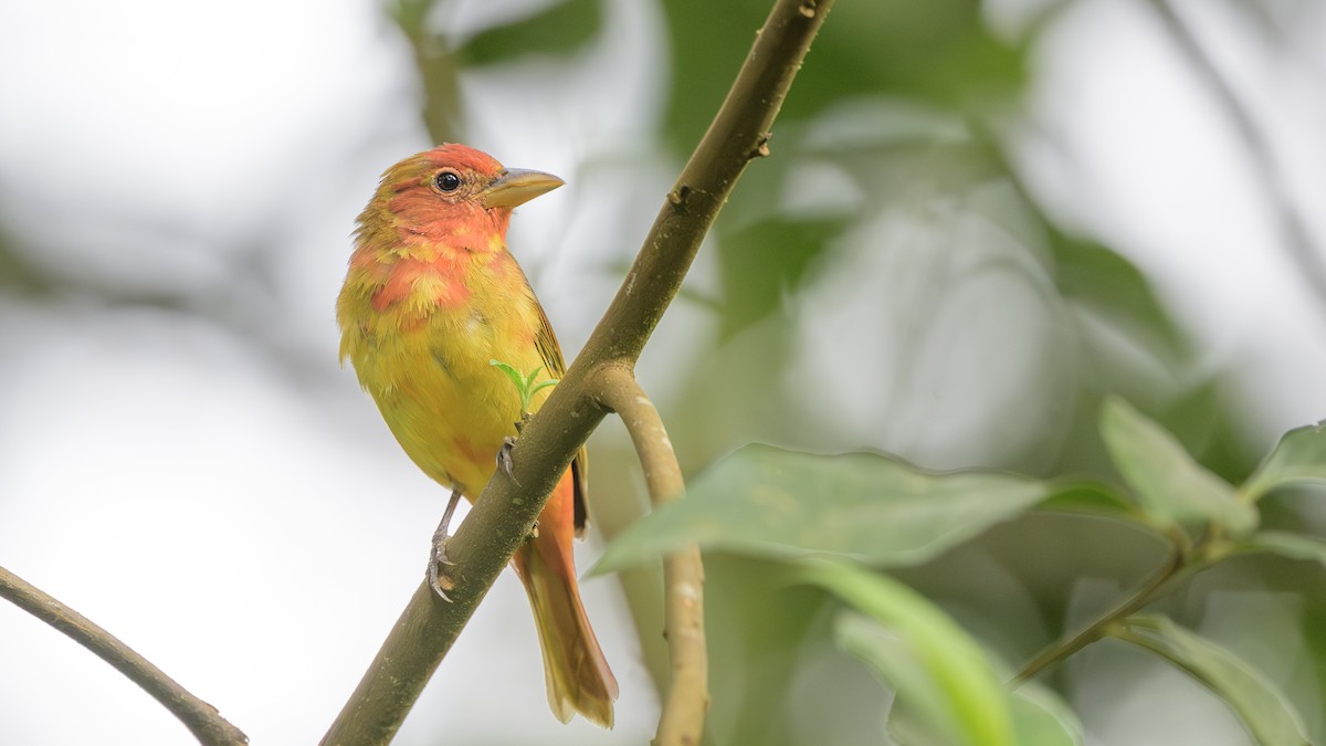 Kırmızı Piranga - ML646802399