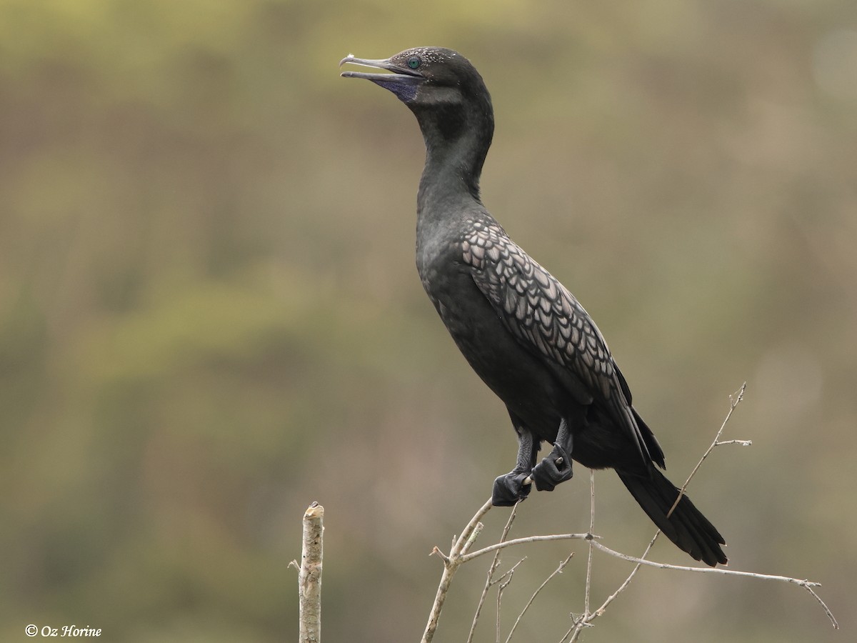 lagfiskeskarv - ML646802402