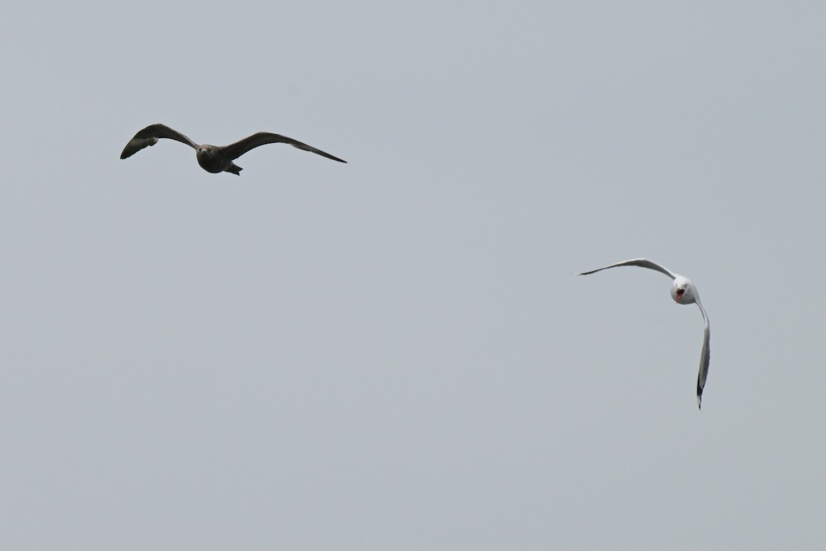 Parasitic Jaeger - ML646802410