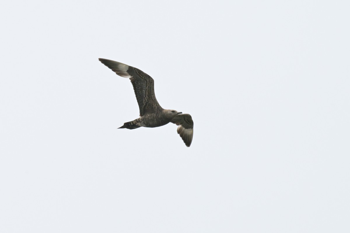 Parasitic Jaeger - ML646802411