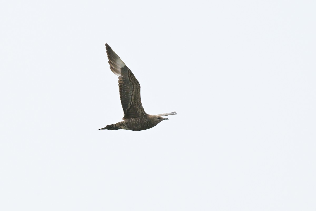 Parasitic Jaeger - ML646802413