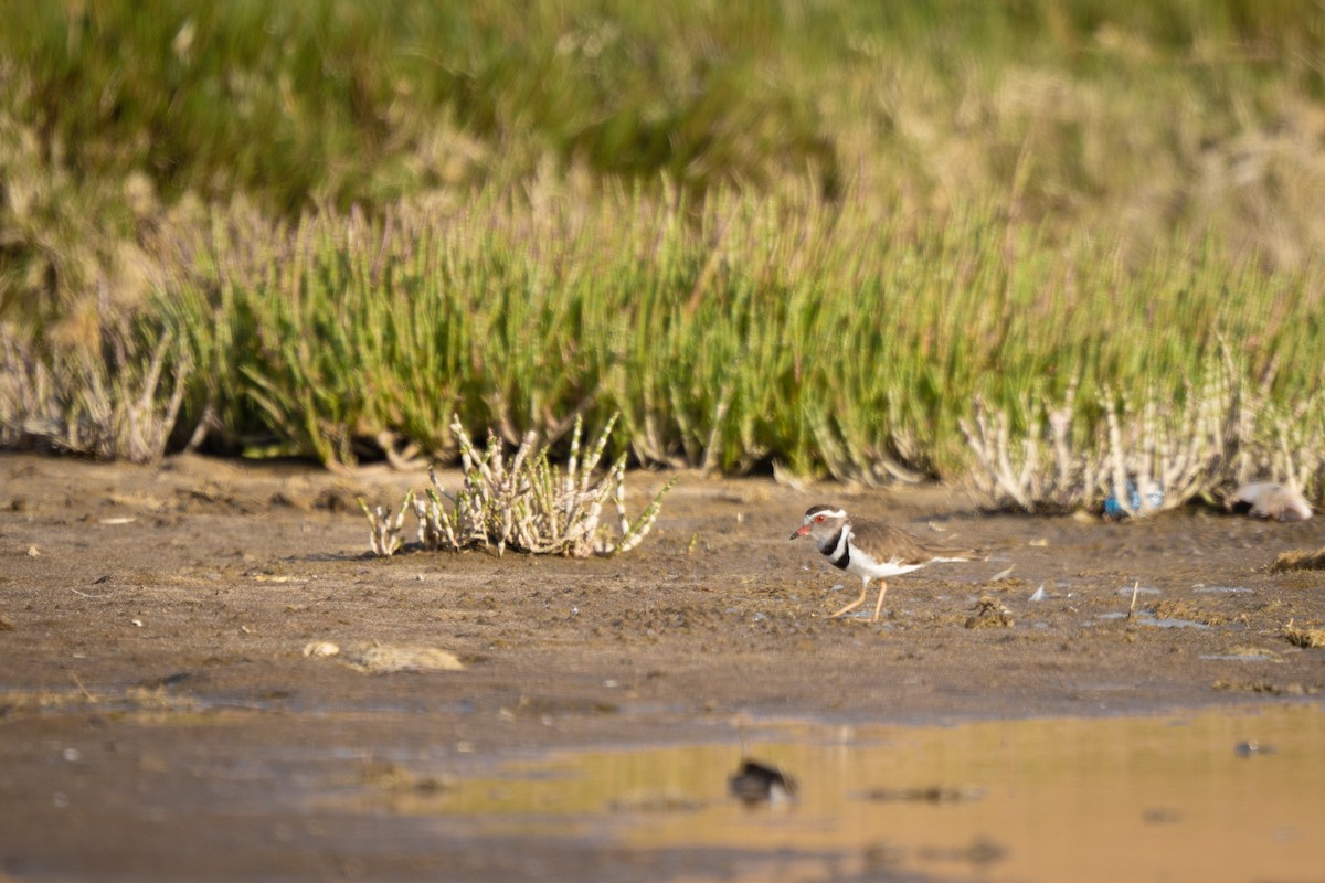 Three-banded Plover - ML646802416