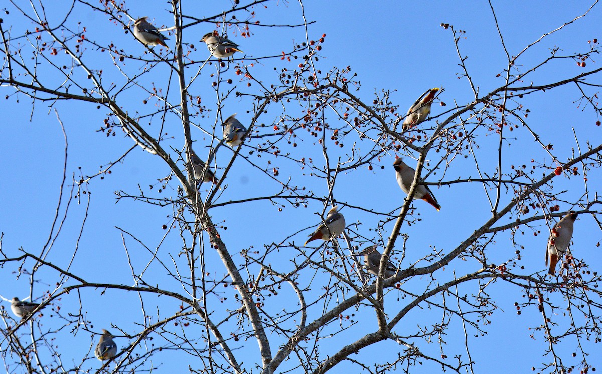 ציצנית - ML646802418