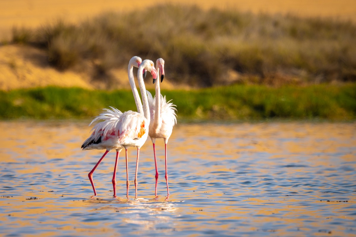 Greater Flamingo - ML646802422