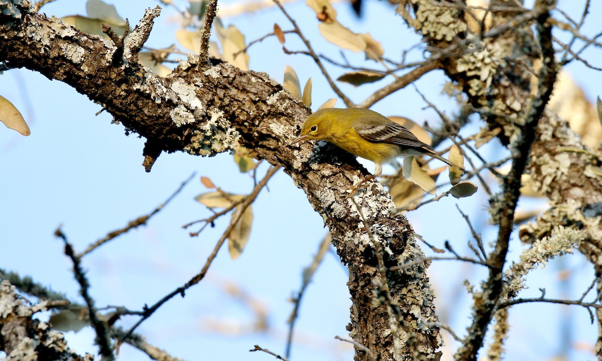 マツアメリカムシクイ - ML646802423