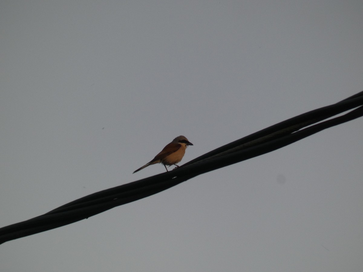 Alcaudón Dorsirrojo - ML646802425