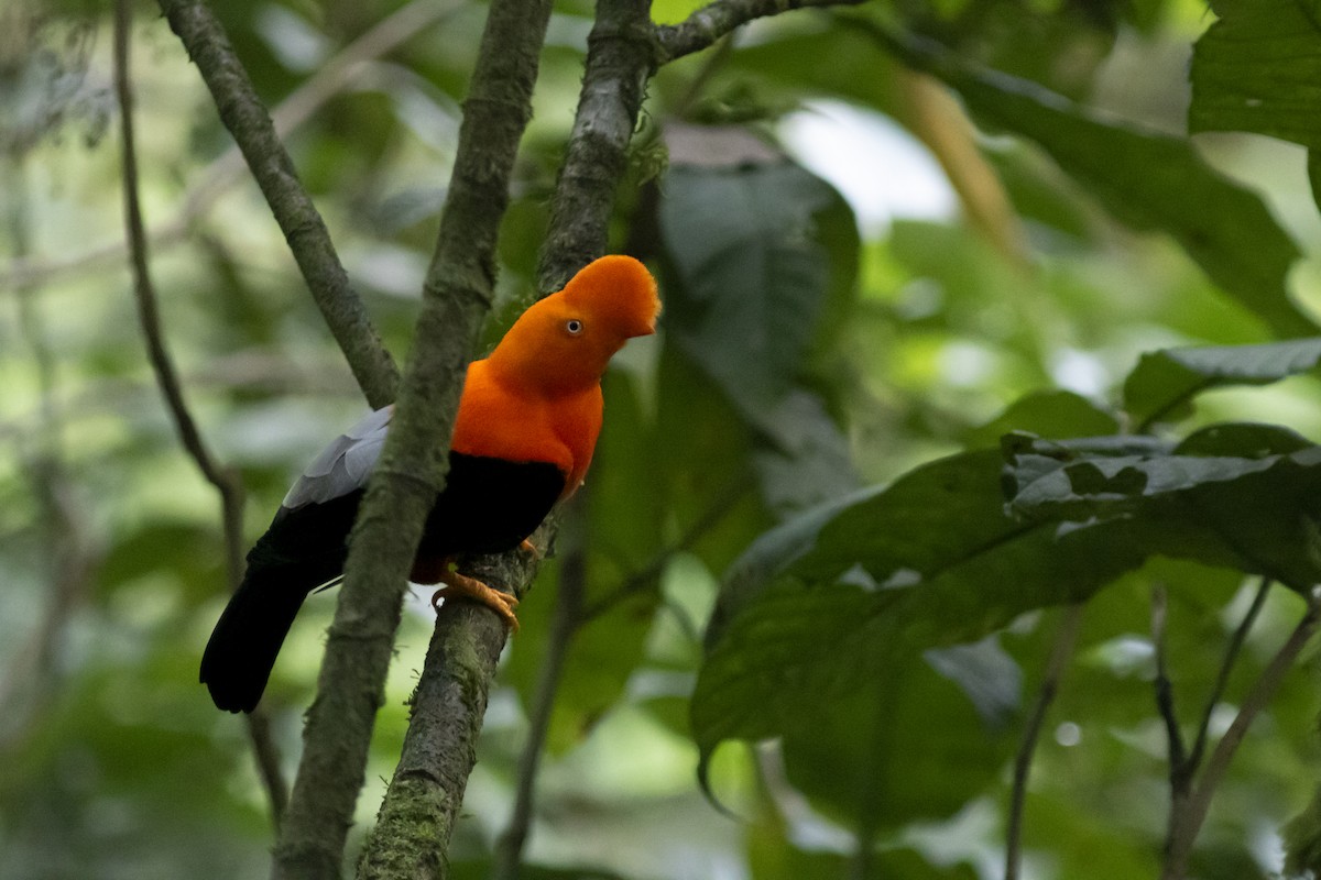 Andean Cock-of-the-rock - ML646802430